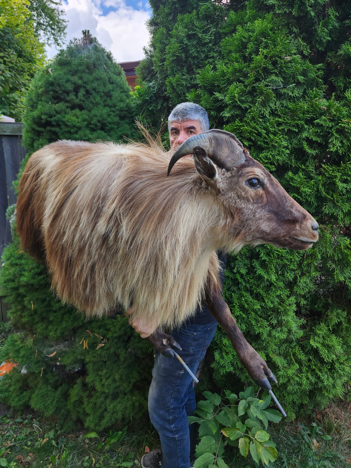 Wall mounted full body goat