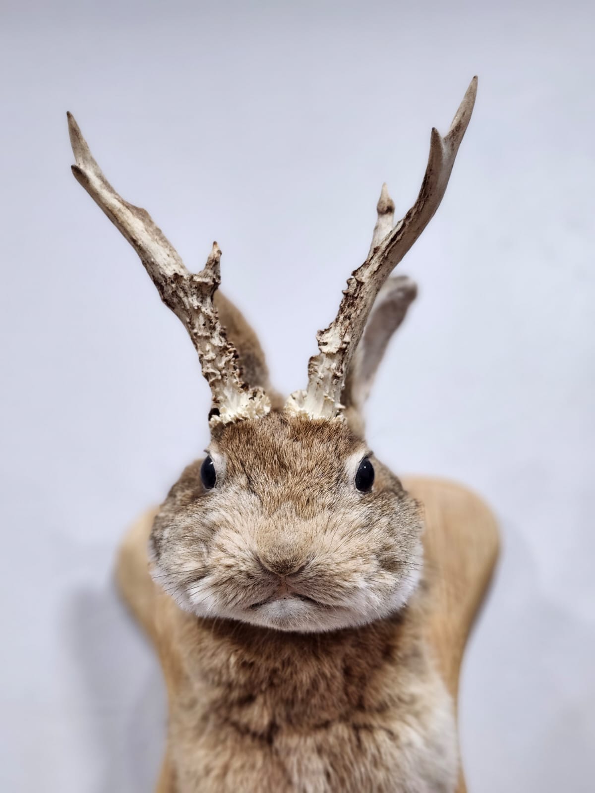 Shoulder mount brown jackalope taxidermy