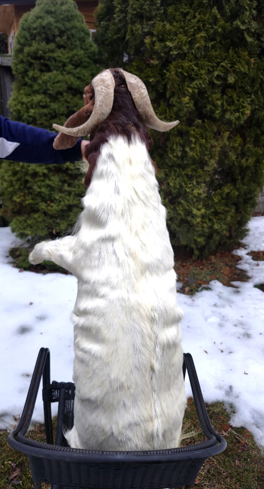 Soft mount very large goat taxidermy