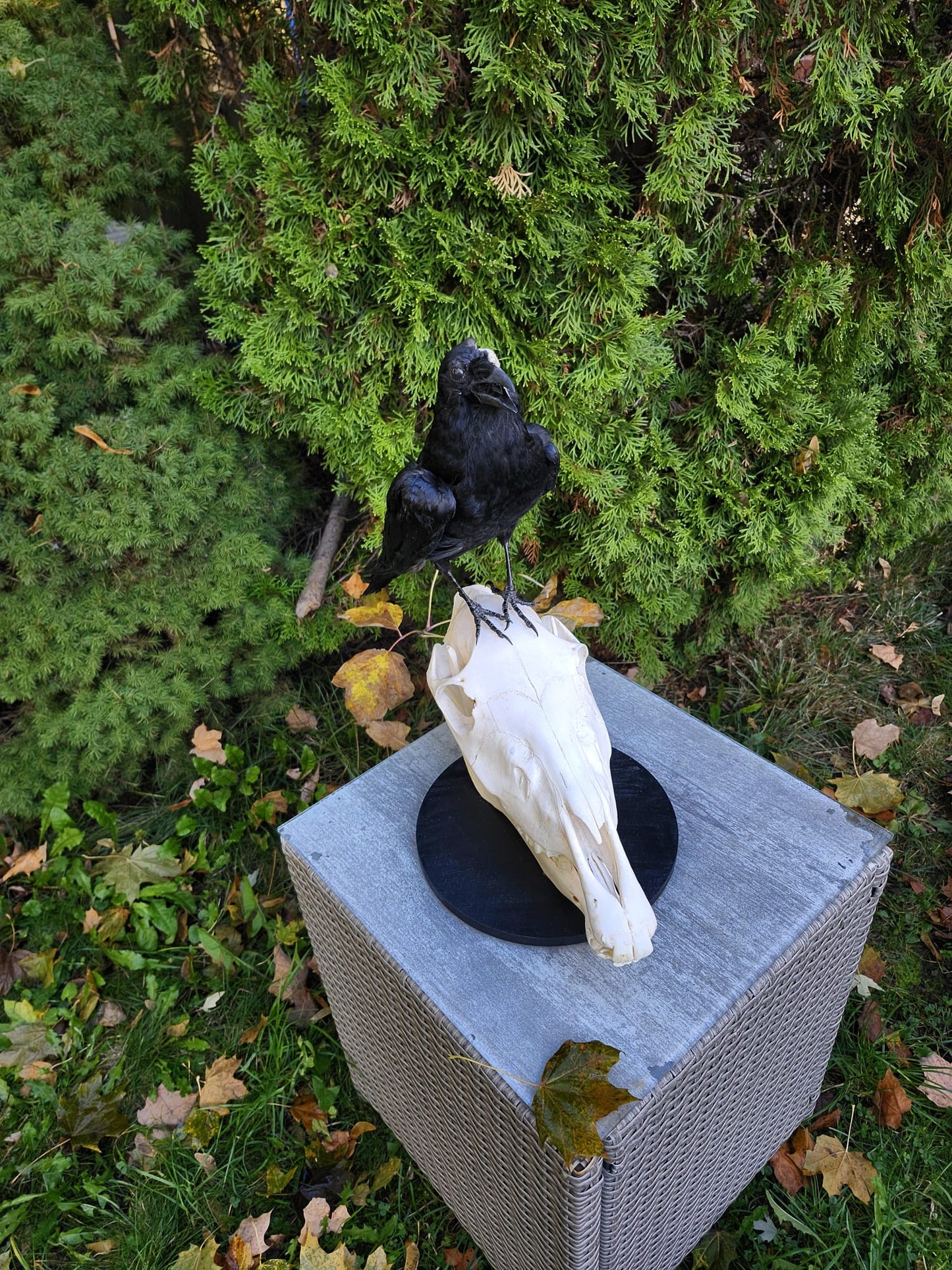 A crow taxidermy standing on a donkey skull