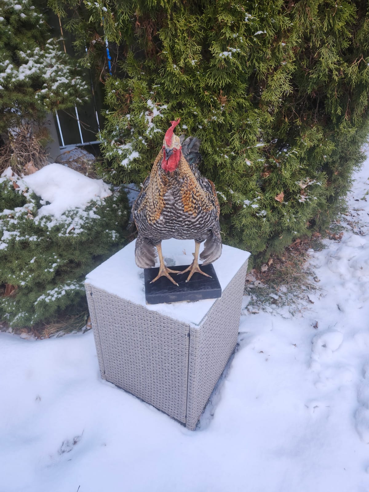 Standing rooster taxidermy with skull exposed, Chicken hen taxidermy