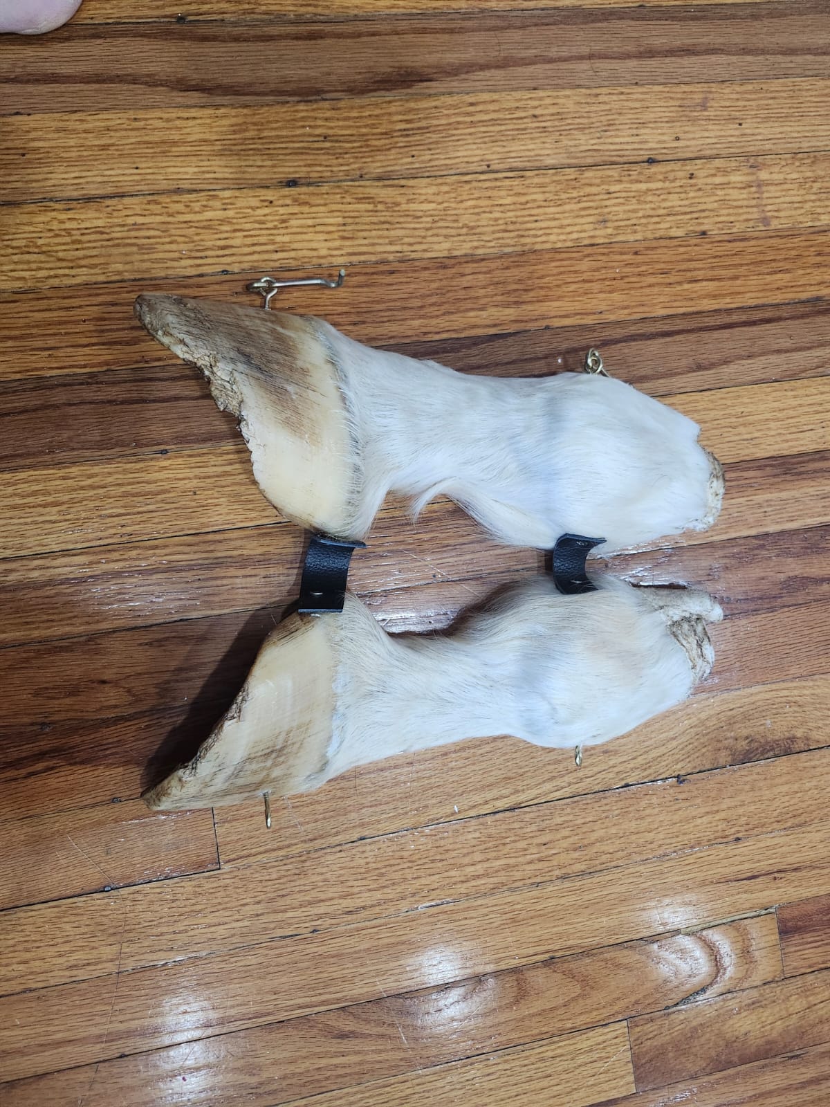 Educational horse hoof taxidermy