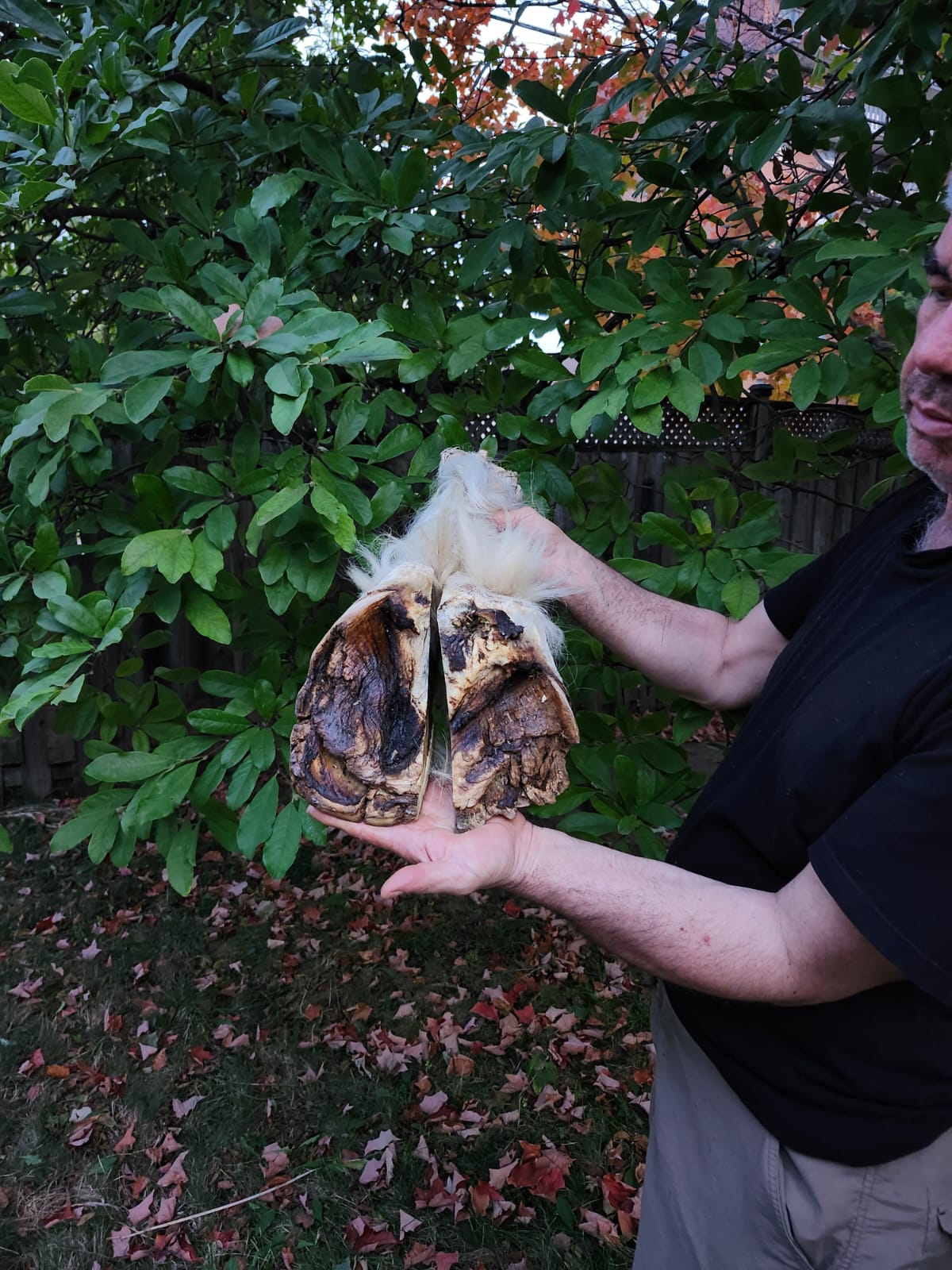 Large educational horse hoof taxidermy