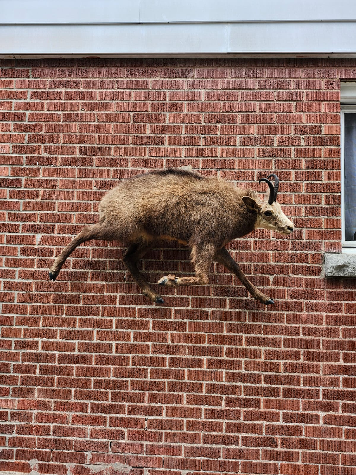 Wall mounted full body chamois