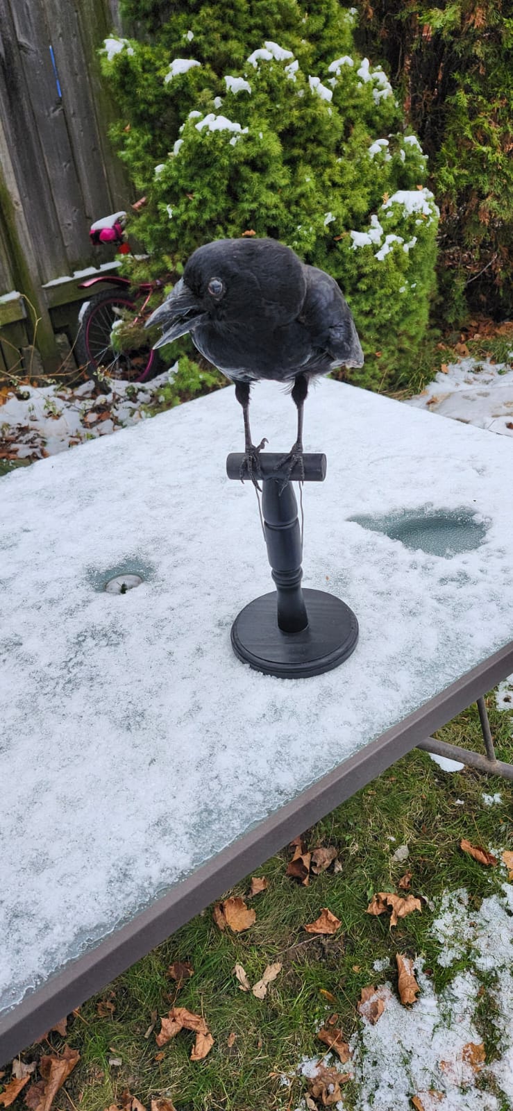 Standing carrion crow taxidermy