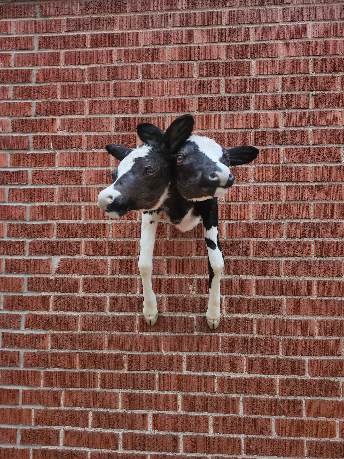Shoulder mount two headed calf taxidermy, cow taxidermy
