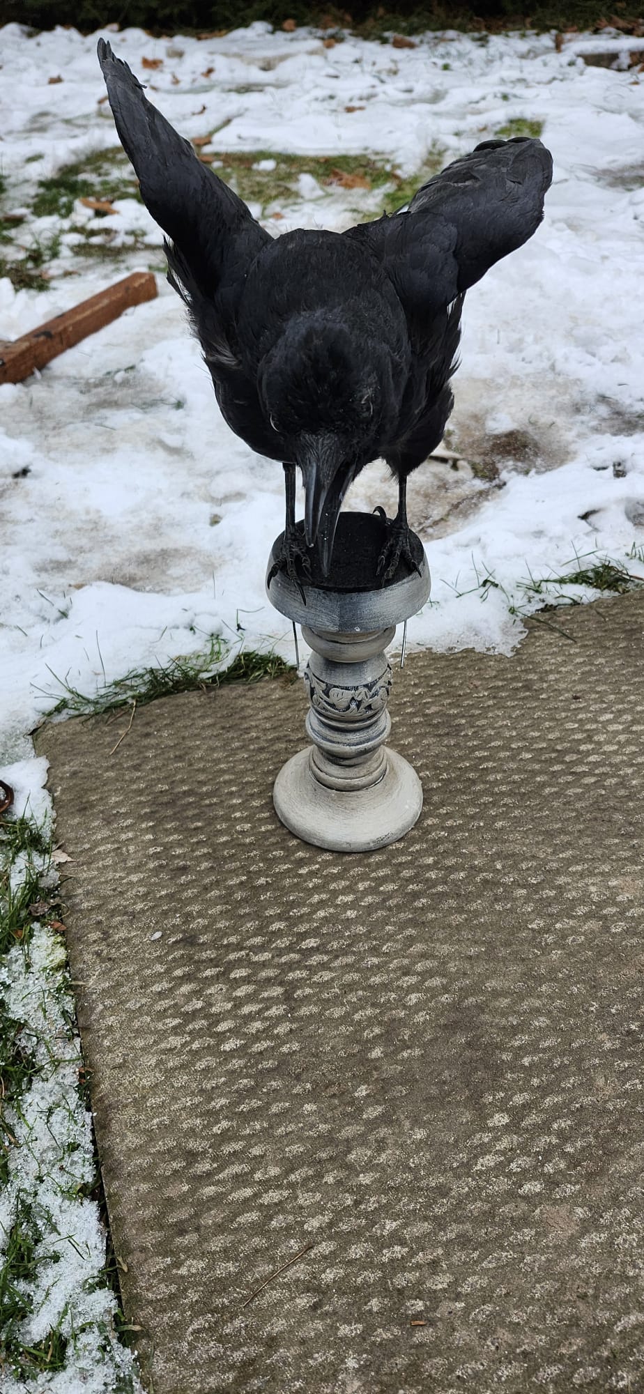Carrion crow taxidermy