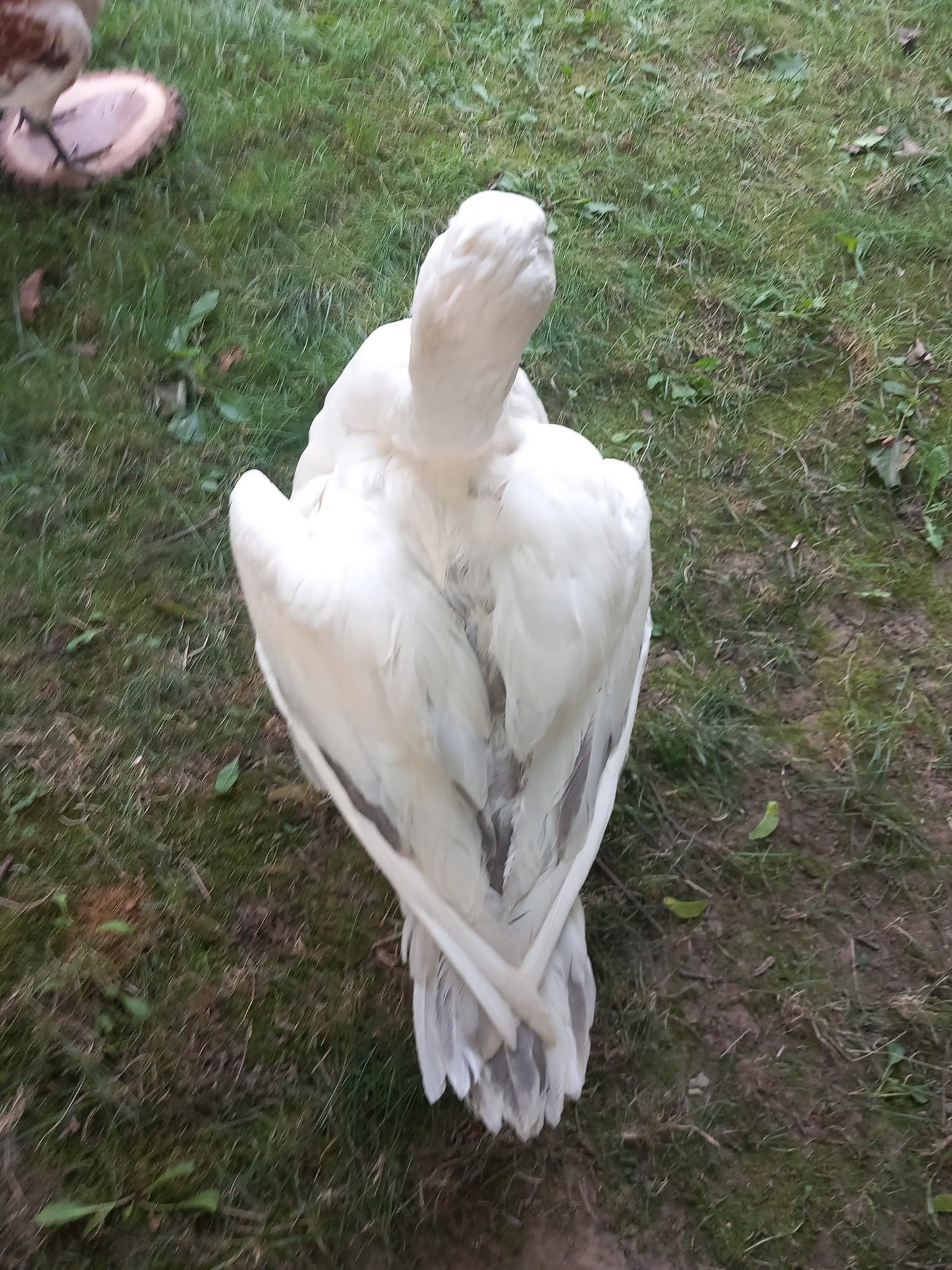White goose taxidermy