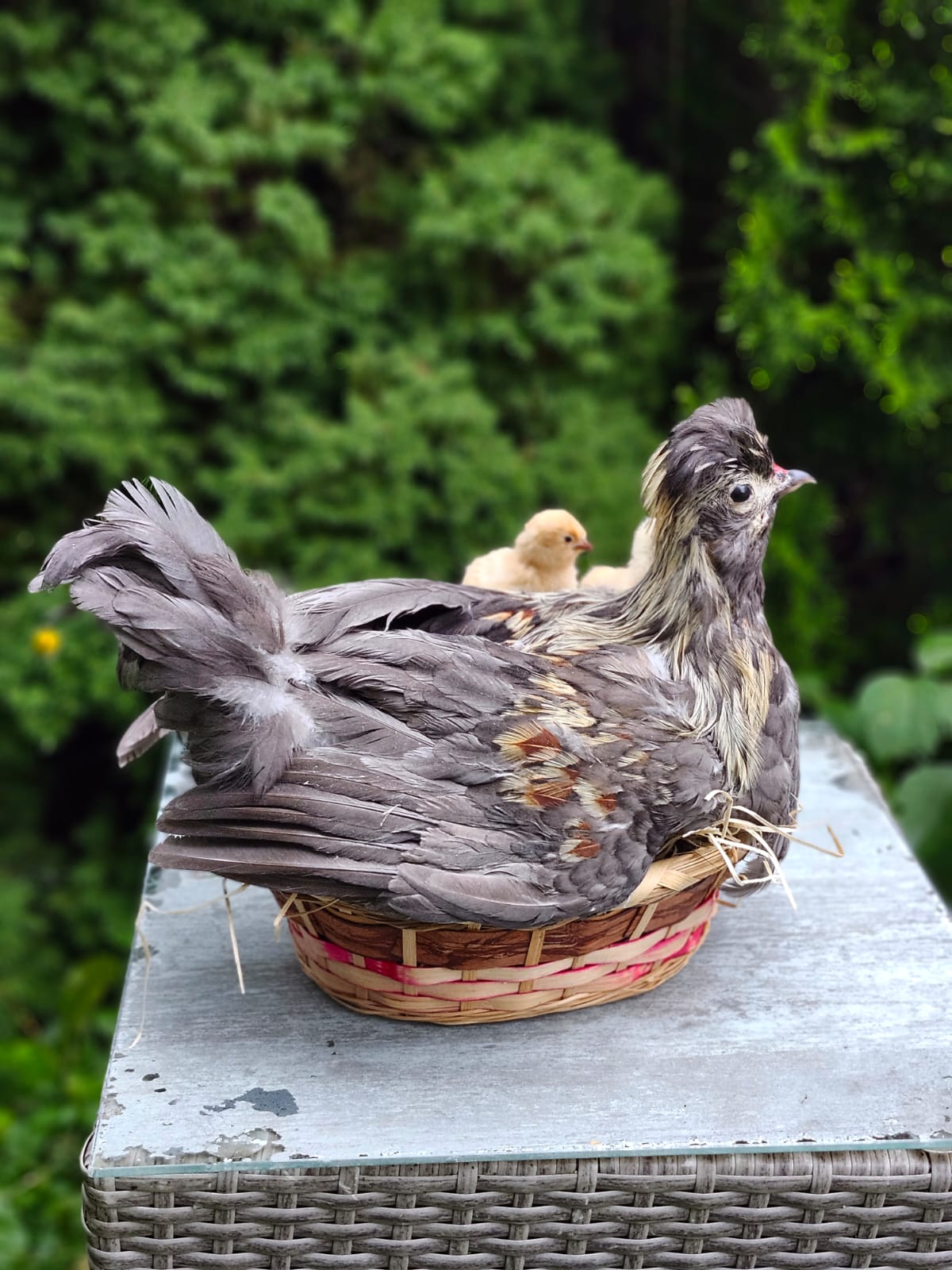Chicken, rooster, hen taxidermy siting on a nest with two chicks