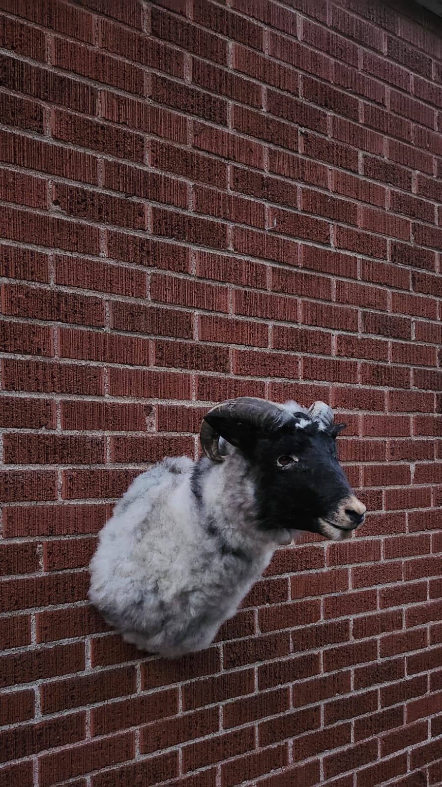 Shoulder mount sheep/ ram taxidermy