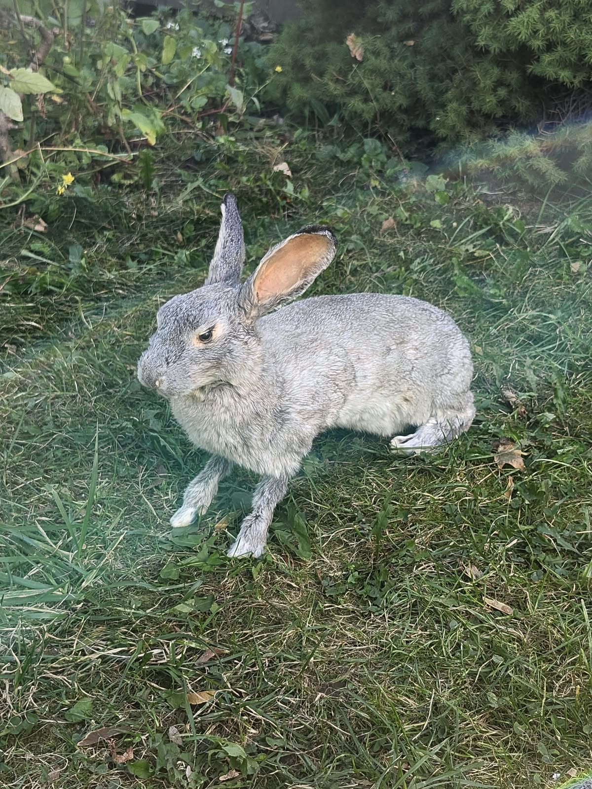Fully Posable soft mount gray rabbit taxidermy