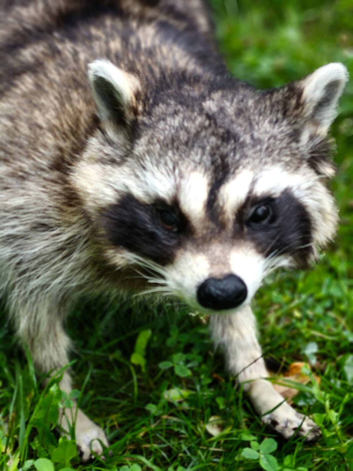 Fully Posable large soft mount raccoon taxidermy