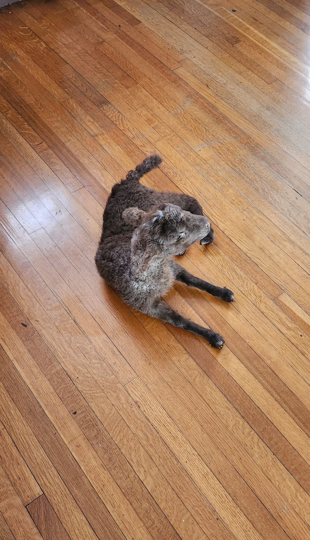 Fully posable soft mount baby lamb / goat / sheep taxidermy