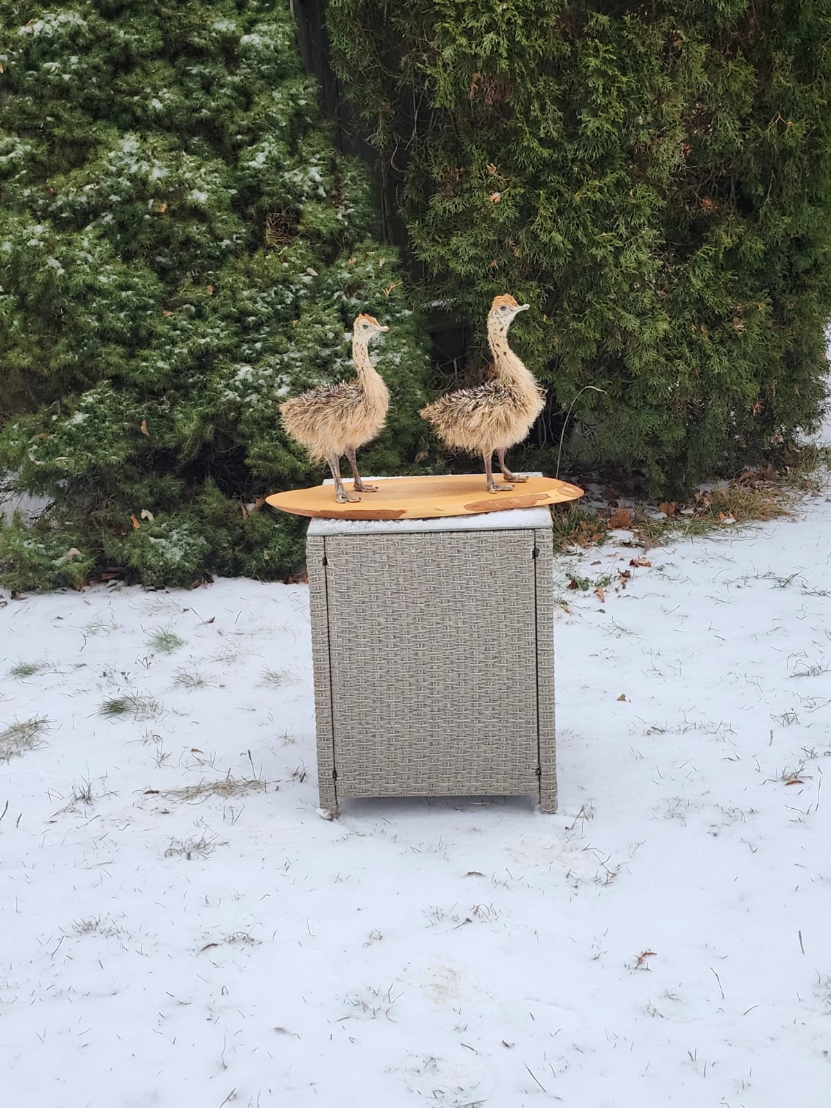 Two baby ostrichs taxidermy