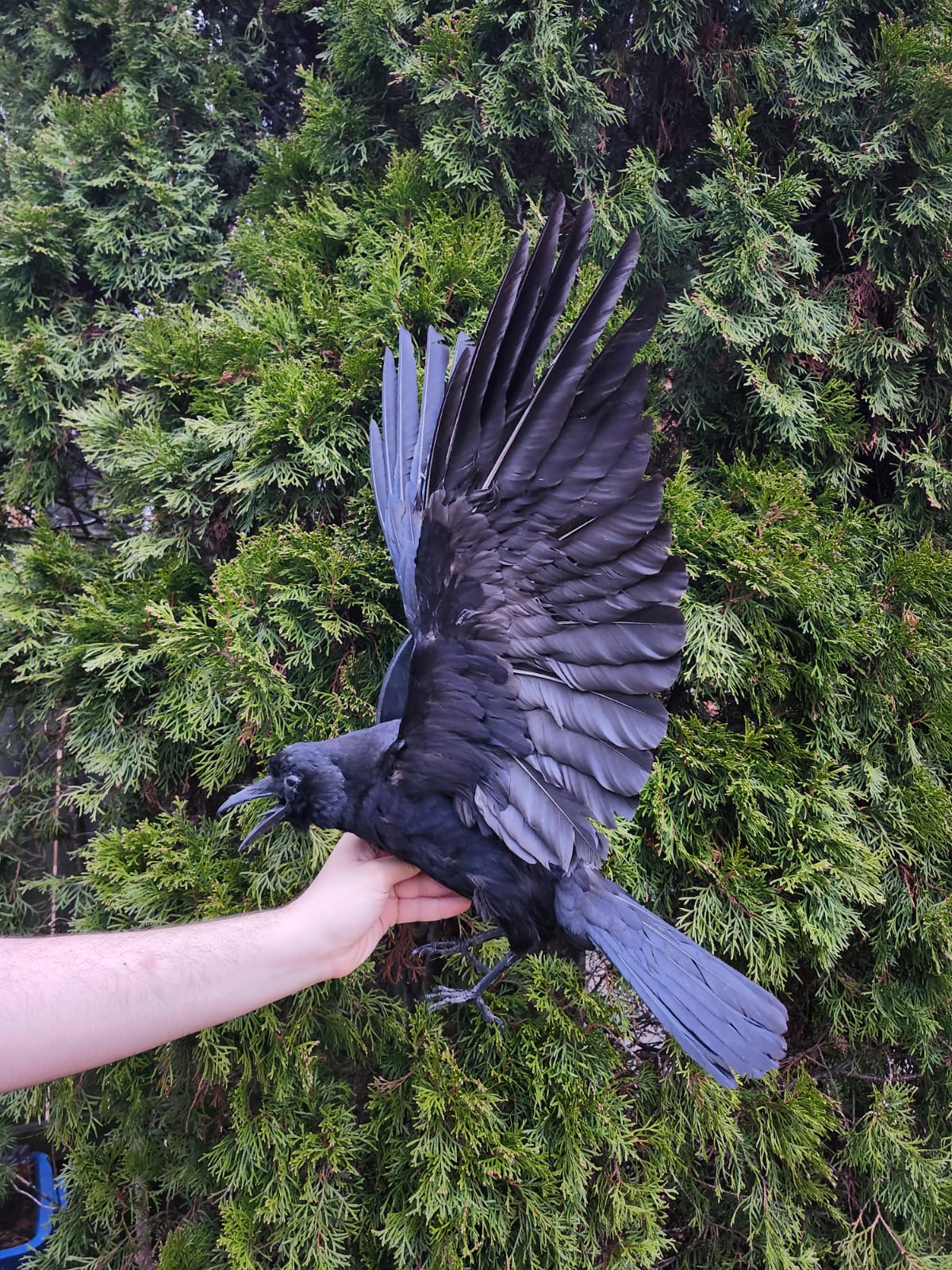Flying wall mounted carrion crow taxidermy