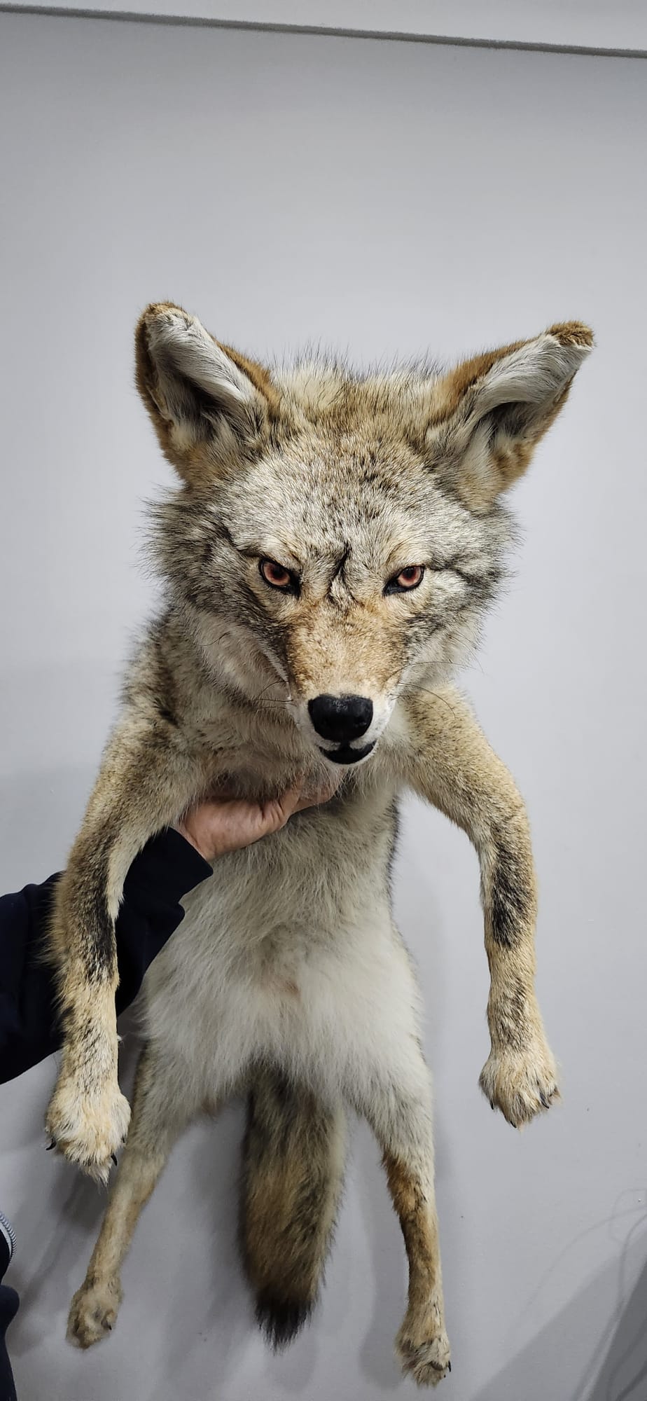 Soft mount coyote taxidermy