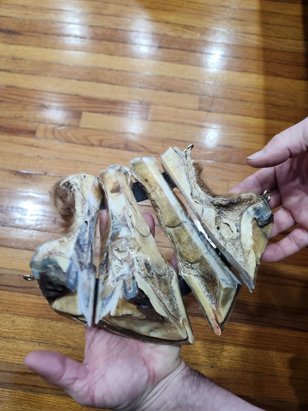Educational horse hoof taxidermy