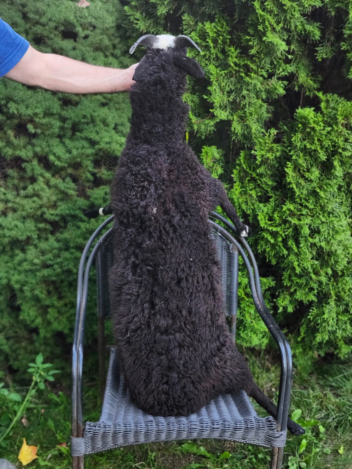 Black soft mount sheep taxidermy with horns