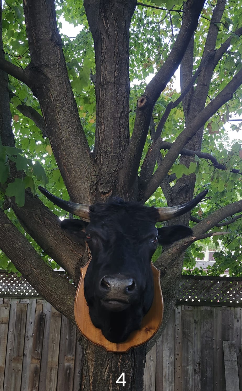 Shoulder mount black cow taxidermy