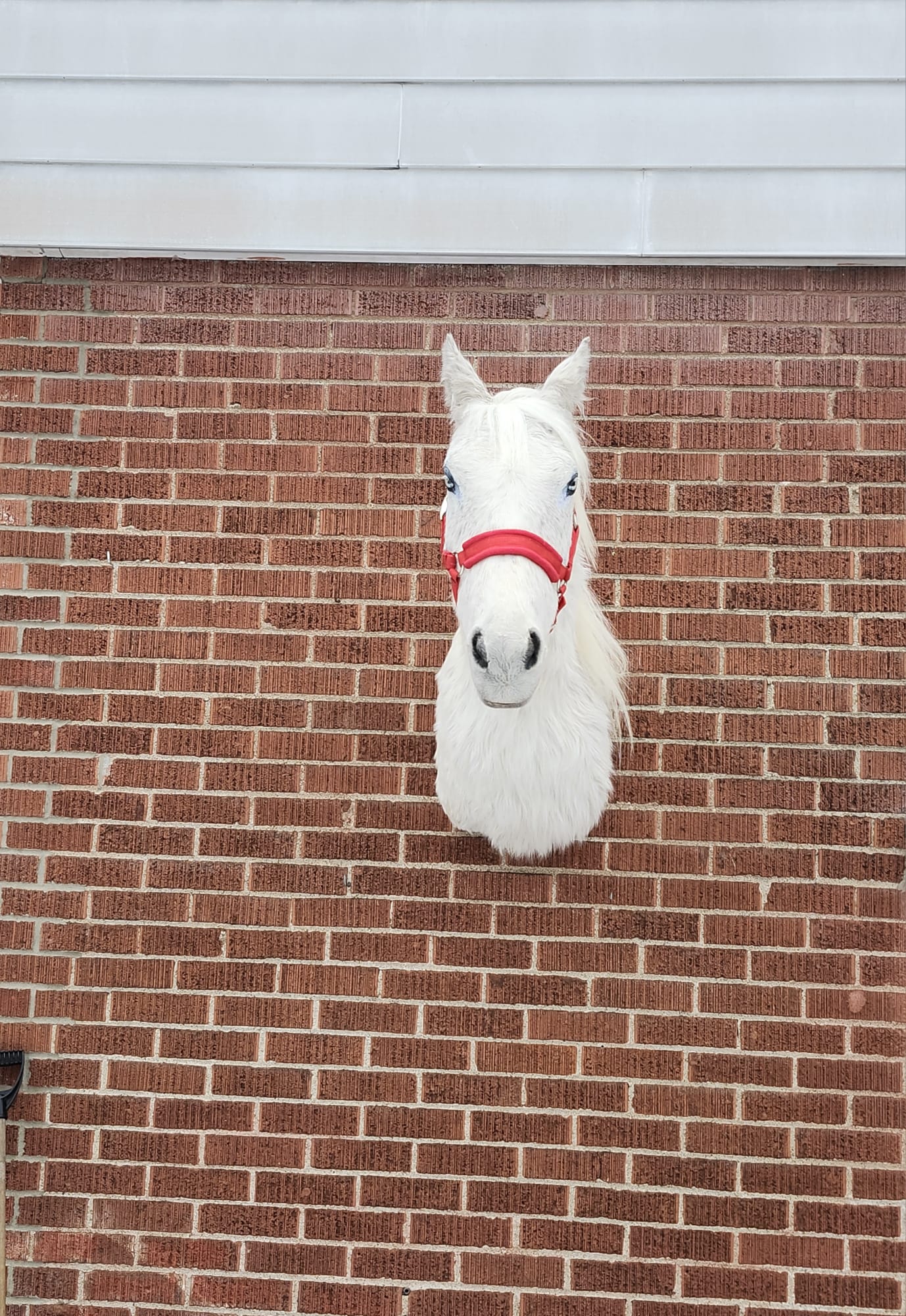 White shoulder mount horse taxidermy