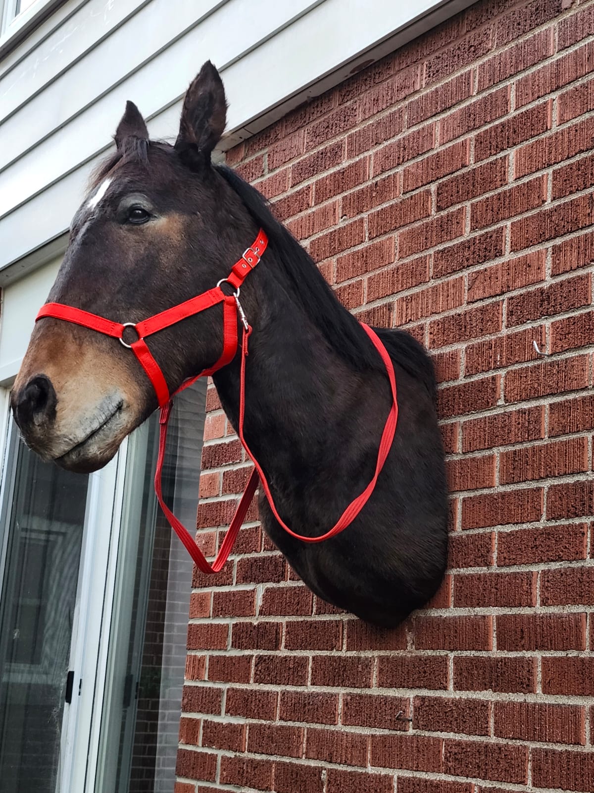 Shoulder mount horse taxidermy