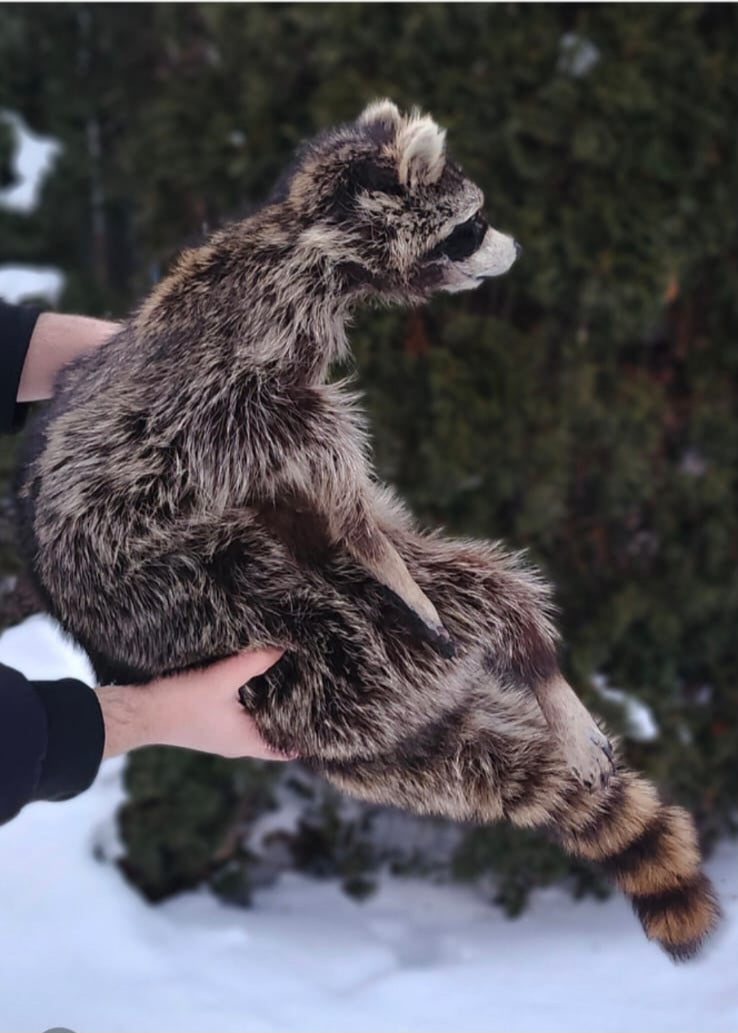 XXL soft mount raccoon taxidermy