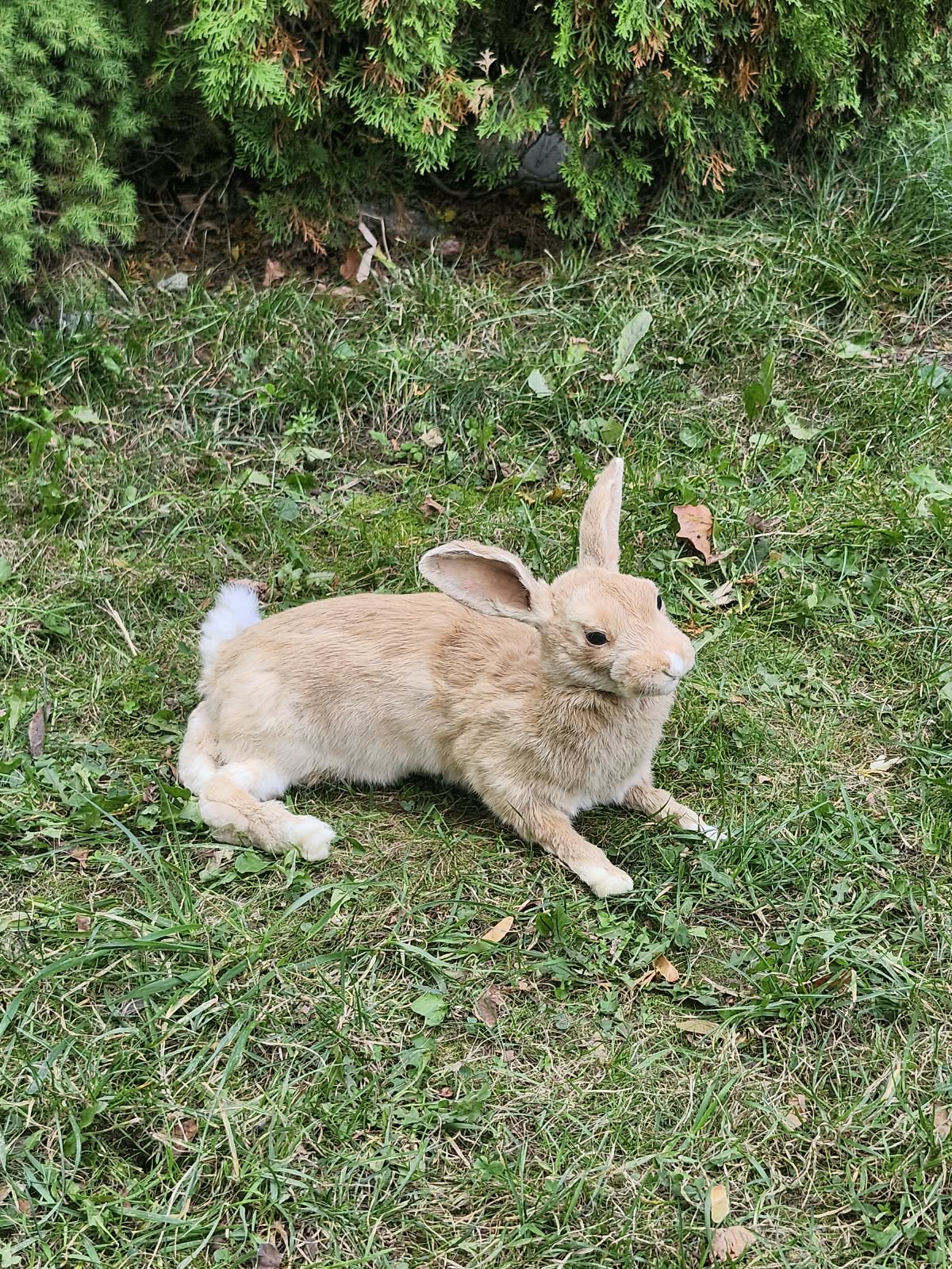 Fully Posable soft mount rabbit taxidermy