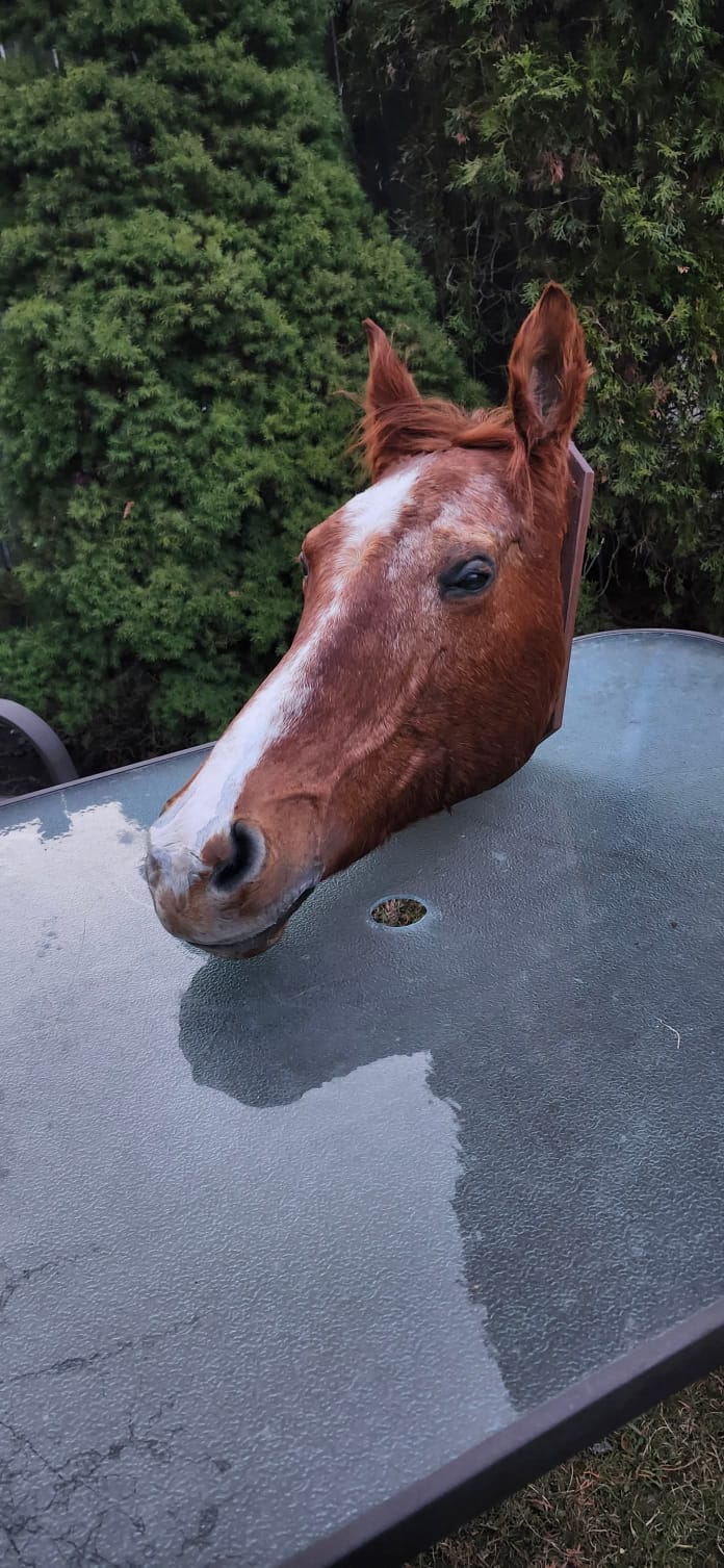 Horse head taxidermy