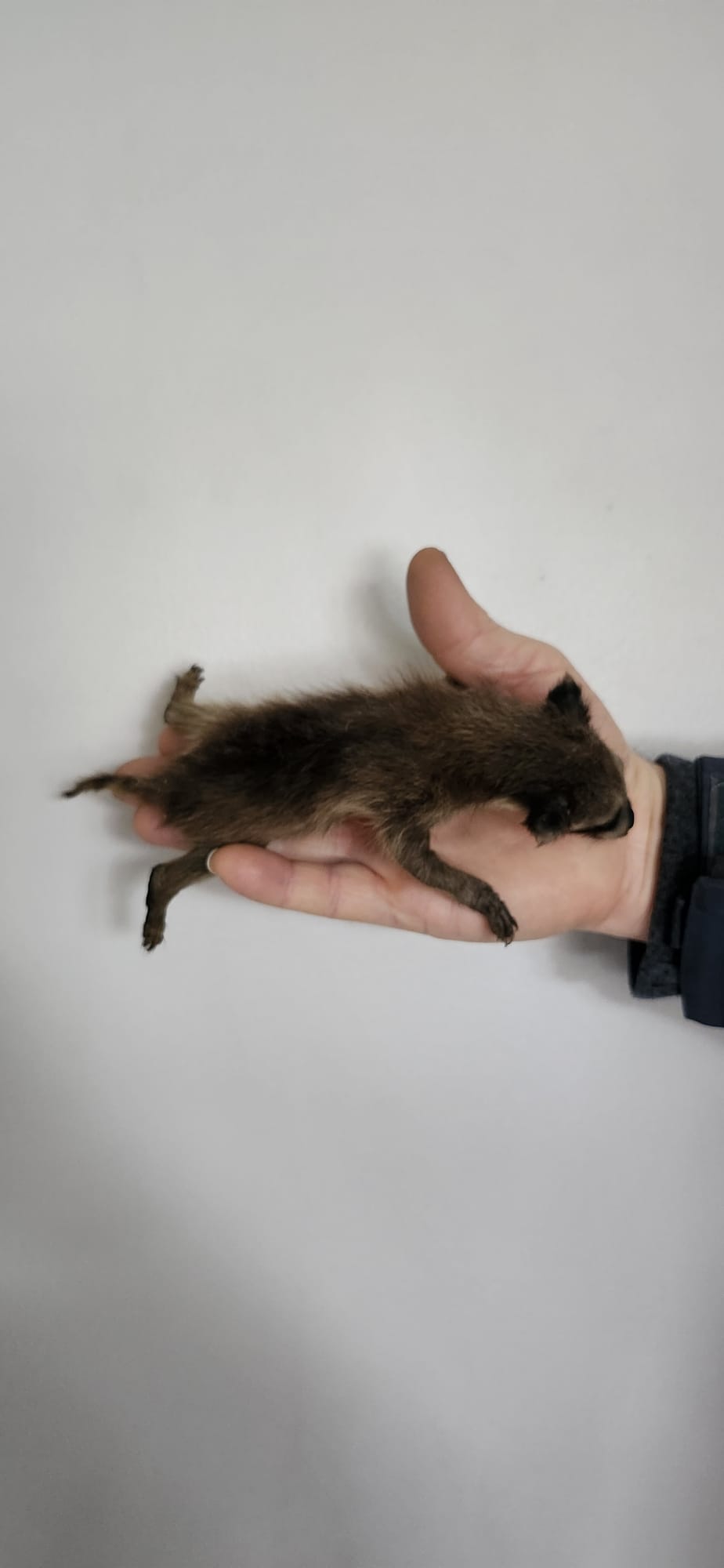 Soft mount baby raccoon taxidermy