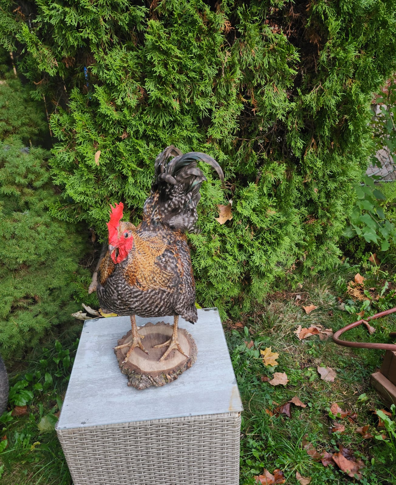 Standing rooster taxidermy, chicken taxidermy