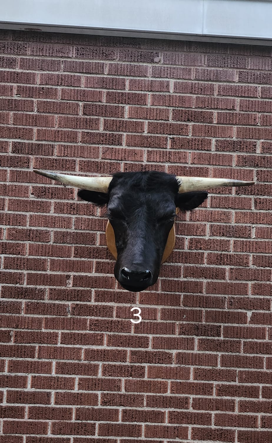 Black wall mount cow taxidermy