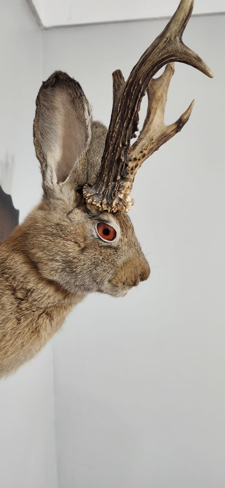 Shoulder mount brown jackalope taxidermy