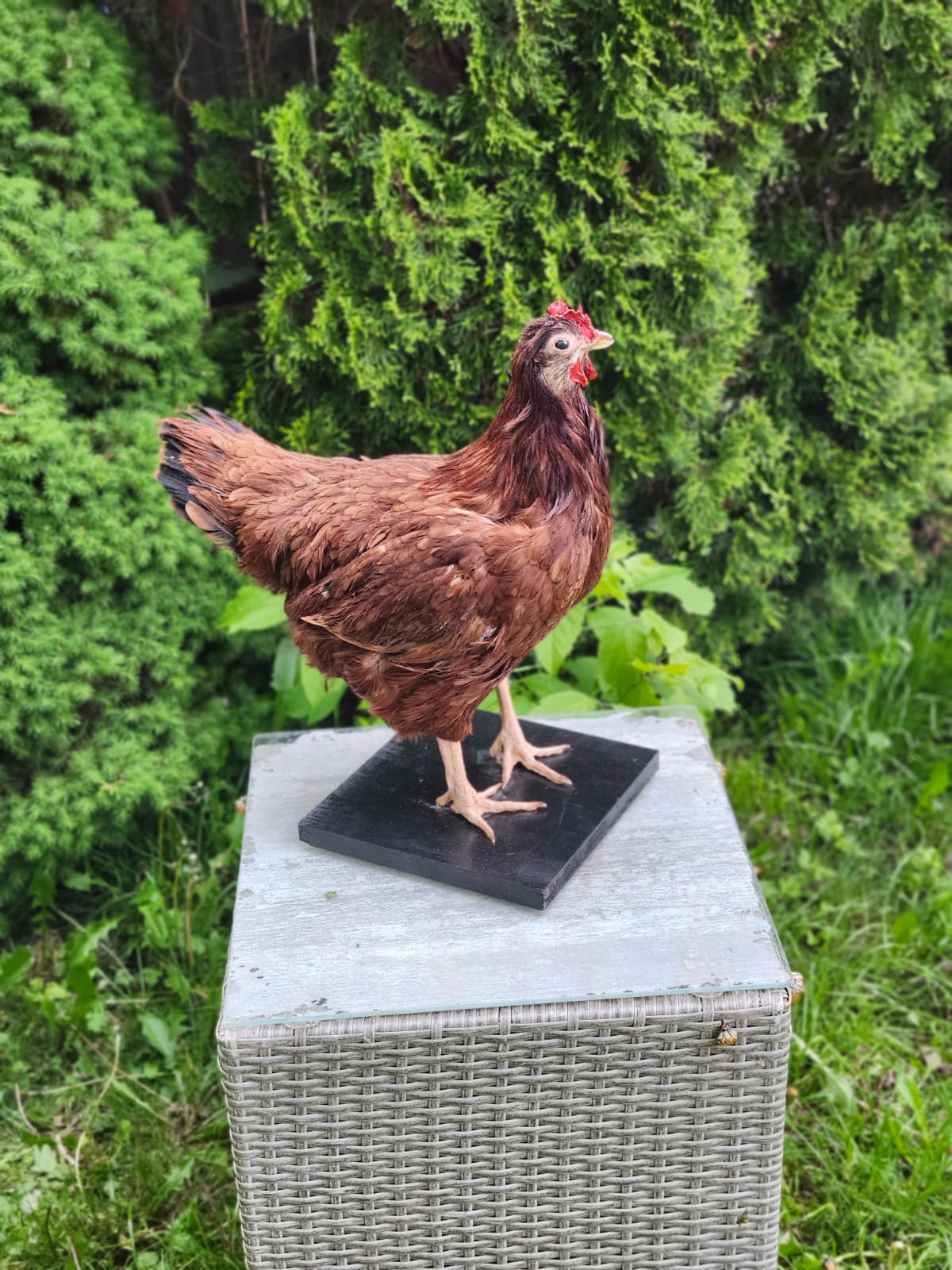Dark brown rooster taxidermy, chicken taxidermy