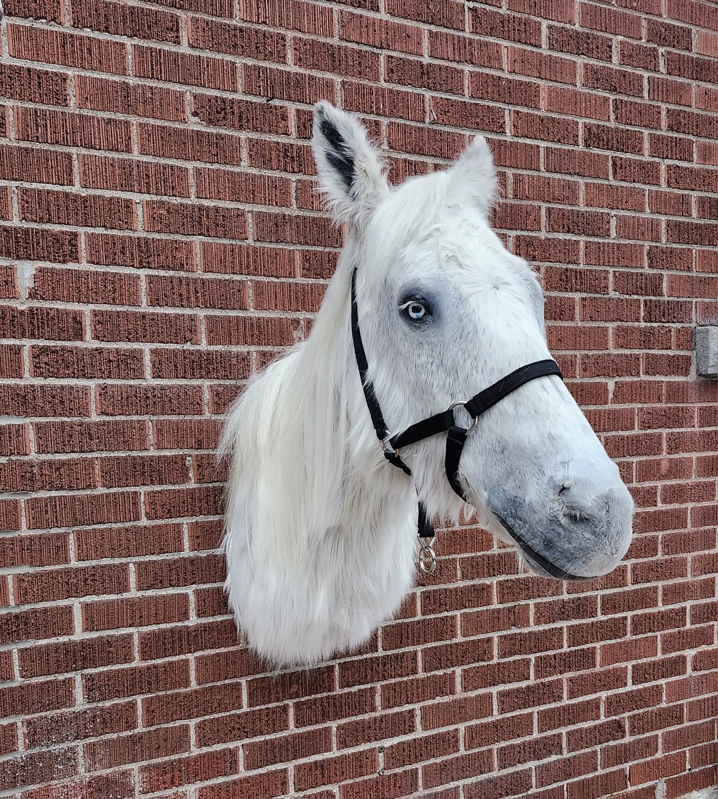 White shoulder mount horse taxidermy
