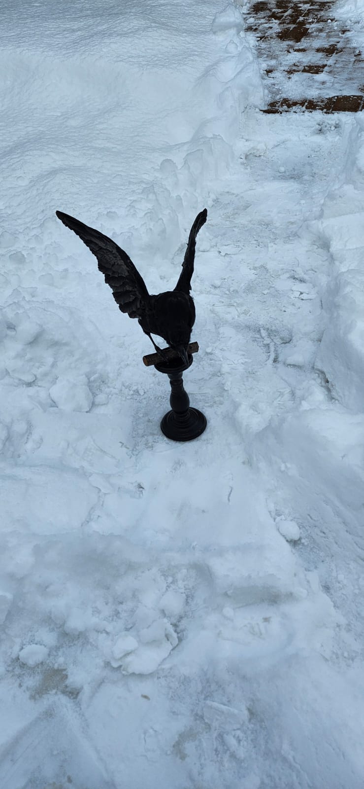 Standing carrion crow taxidermy