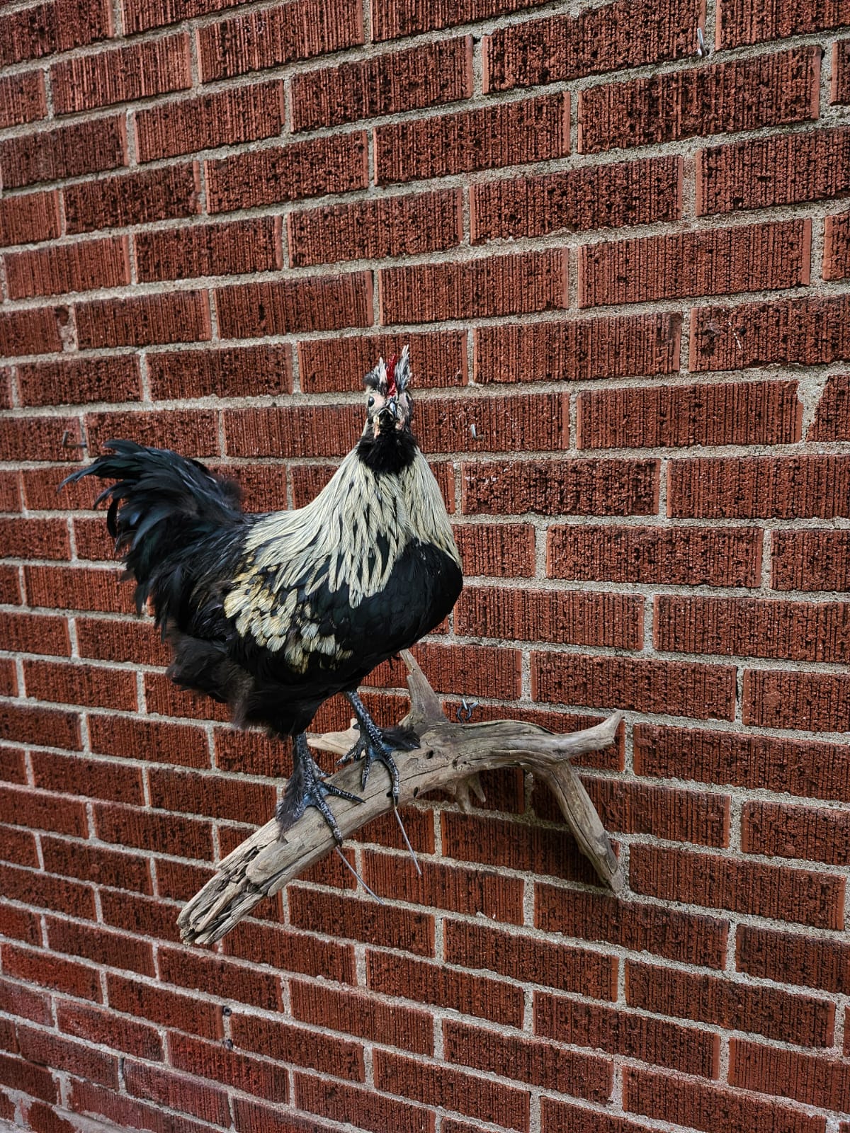 Wall mounted rooster taxidermy, chicken taxidermy