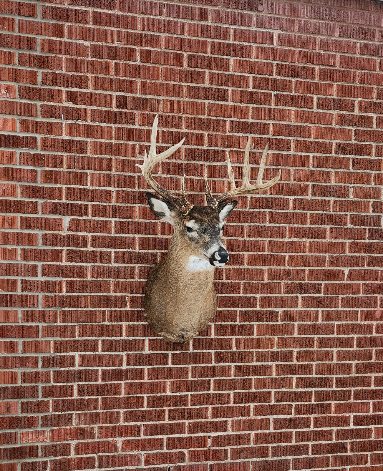 Whitetail deer taxidermy PLEASE READ