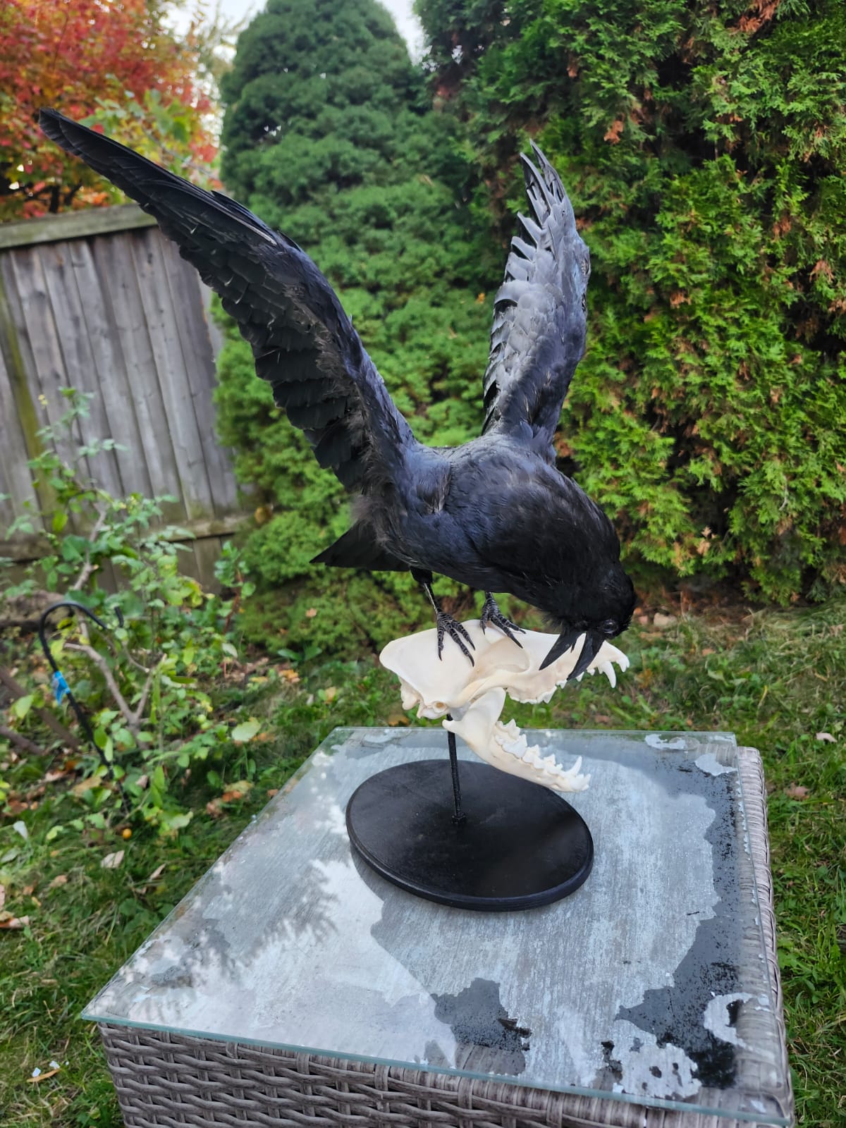 Carrion crow taxidermy standing on a coyote skull