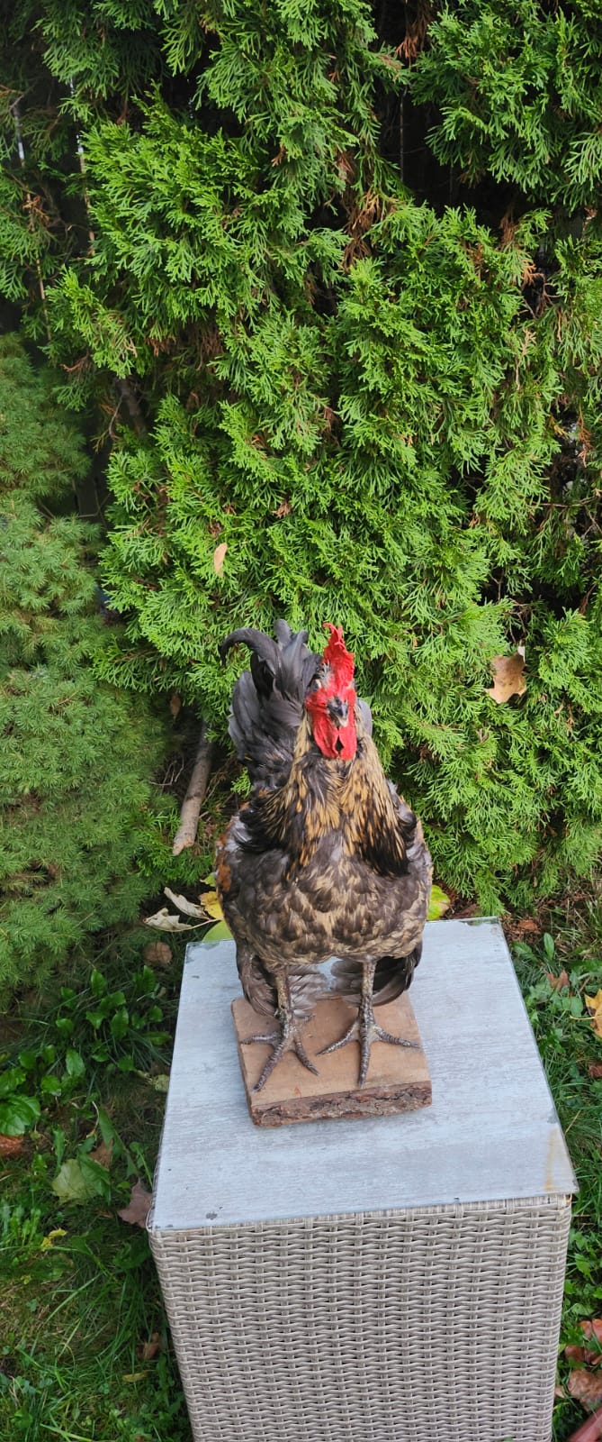 Standing colorful rooster taxidermy, chicken taxidermy