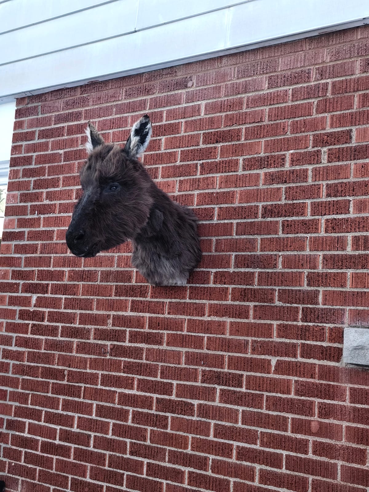Shoulder mount donkey taxidermy
