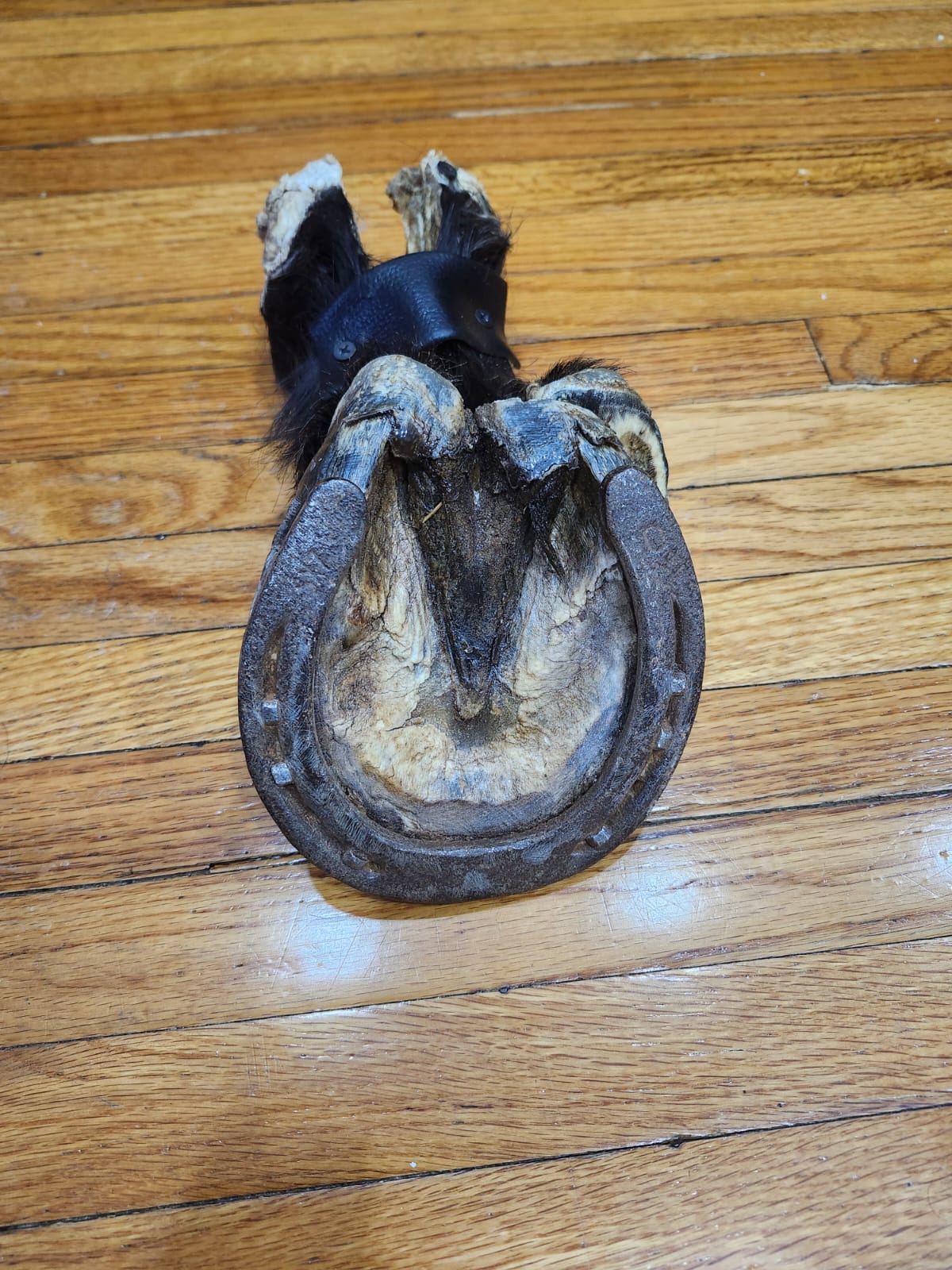 Black educational horse hoof taxidermy