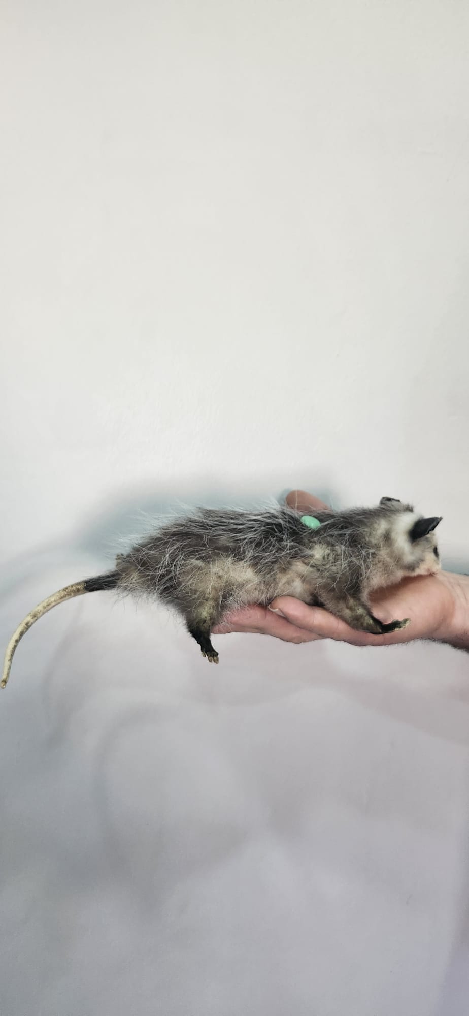 Floppy soft mount baby opossum taxidermy