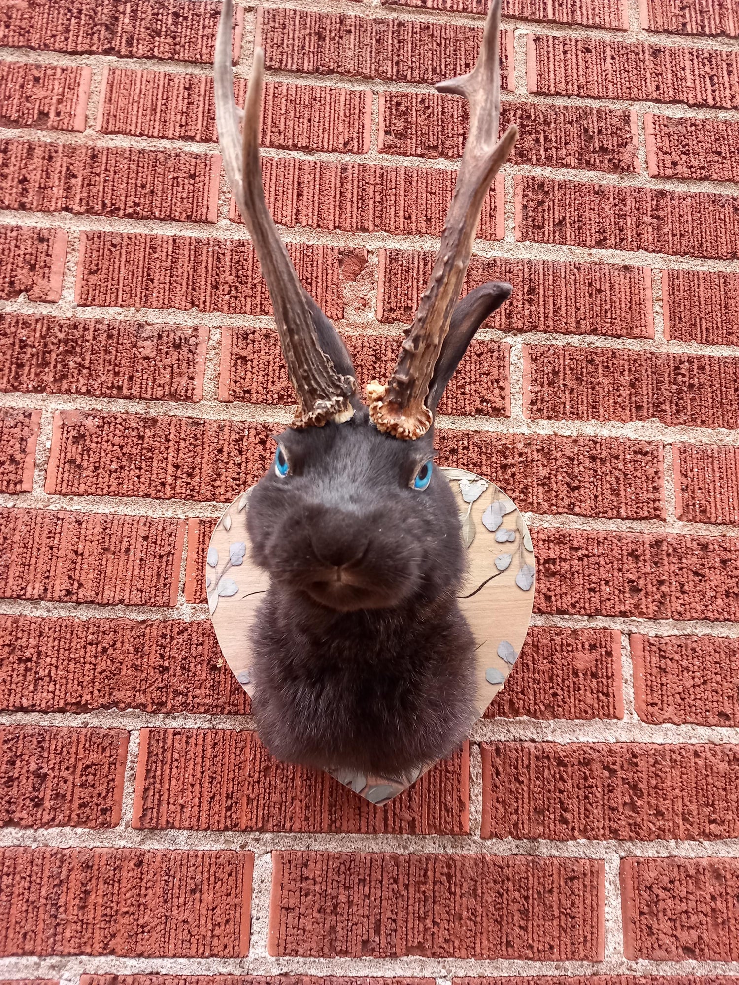 Jackalope