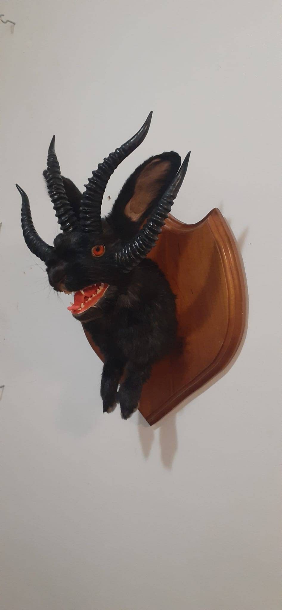 Evil black four horned jackalope taxidermy with real fox jaw open mouth, rabbit, bunny wall mount