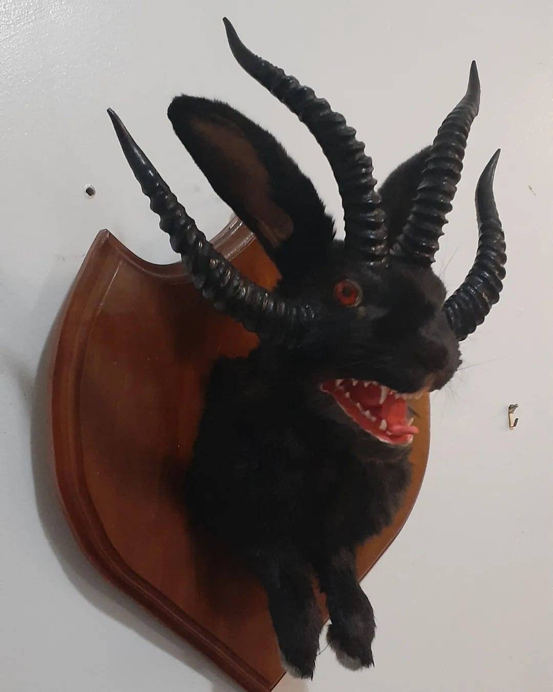 Evil black four horned jackalope taxidermy with real fox jaw open mouth, rabbit, bunny wall mount