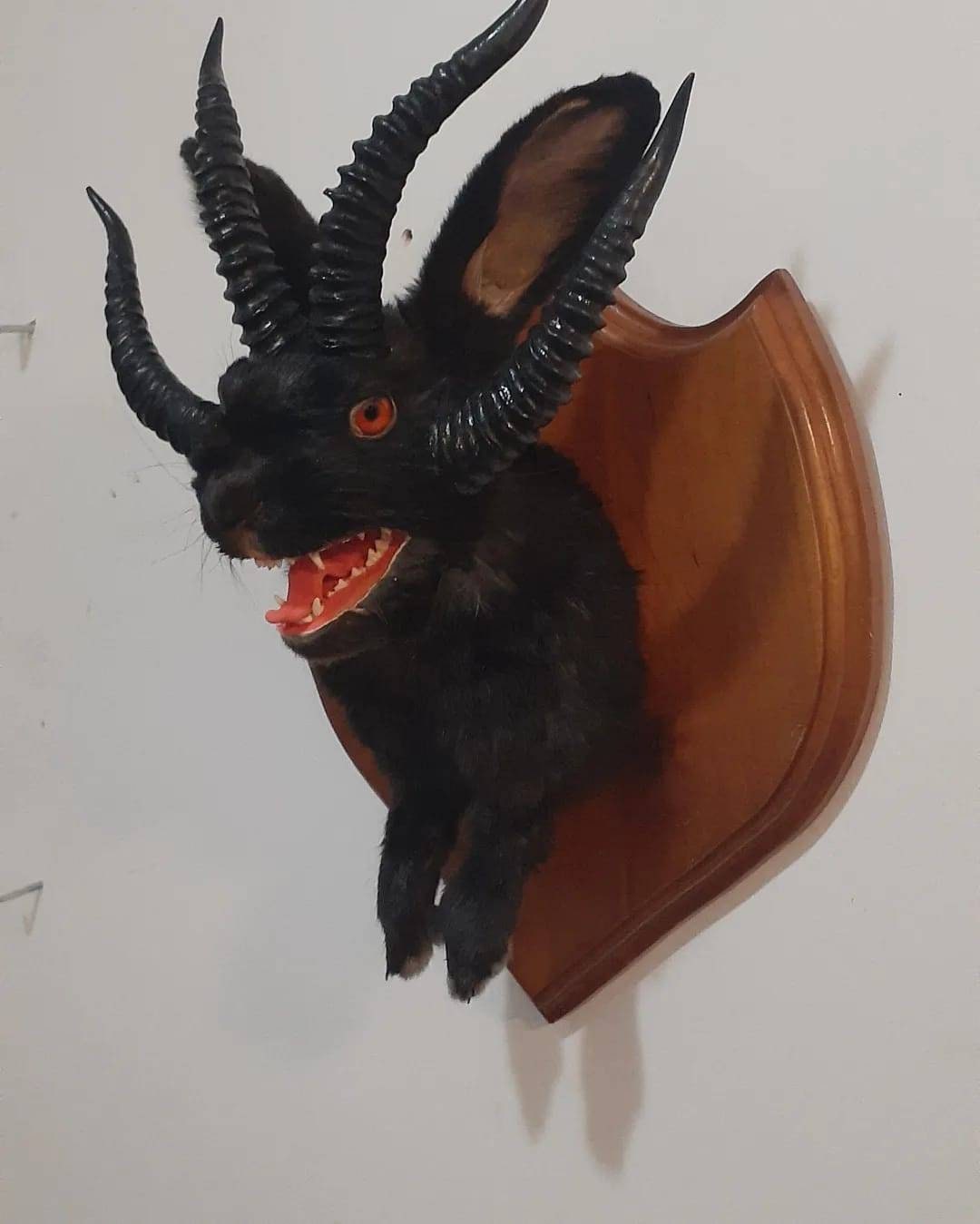 Evil black four horned jackalope taxidermy with real fox jaw open mouth, rabbit, bunny wall mount