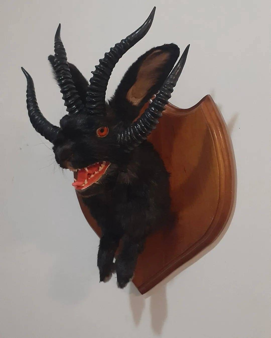 Evil black four horned jackalope taxidermy with real fox jaw open mouth, rabbit, bunny wall mount