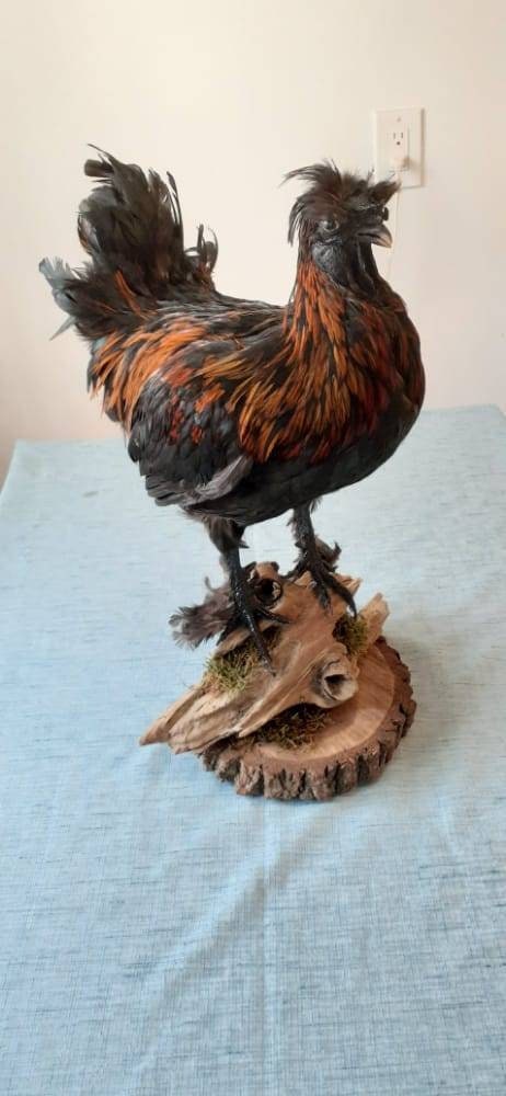 Unique rooster taxidermy has five toes in each foot, Bird taxidermy mount