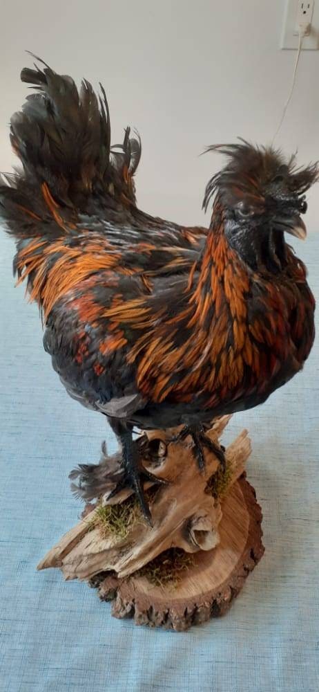 Unique rooster taxidermy has five toes in each foot, Bird taxidermy mount