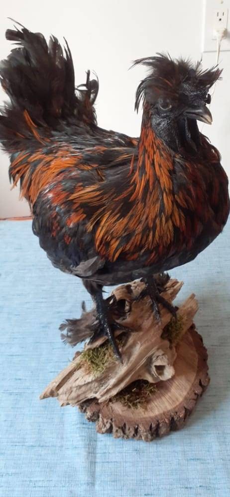 Unique rooster taxidermy has five toes in each foot, Bird taxidermy mount
